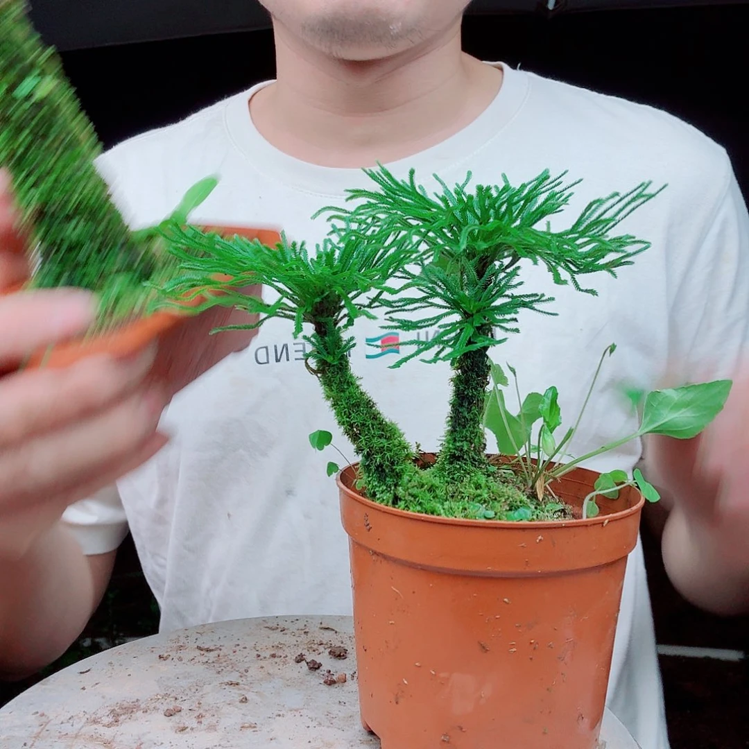 无花朵卷柏一物一拍10