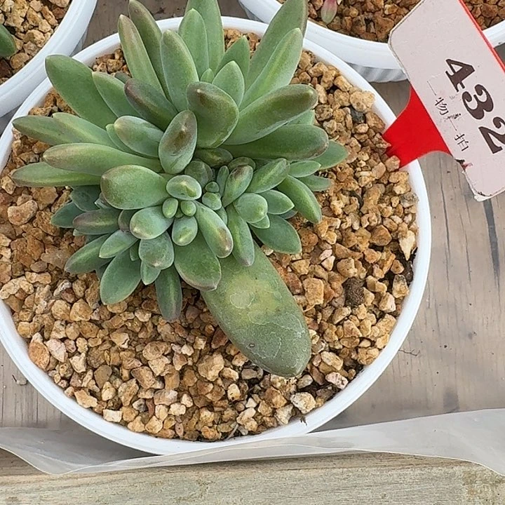 E****鹏橙色奇迹432多肉植物