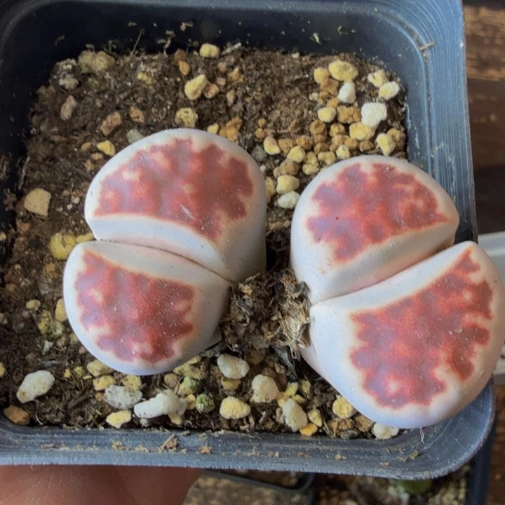 一***╮多肉葡萄的季节70