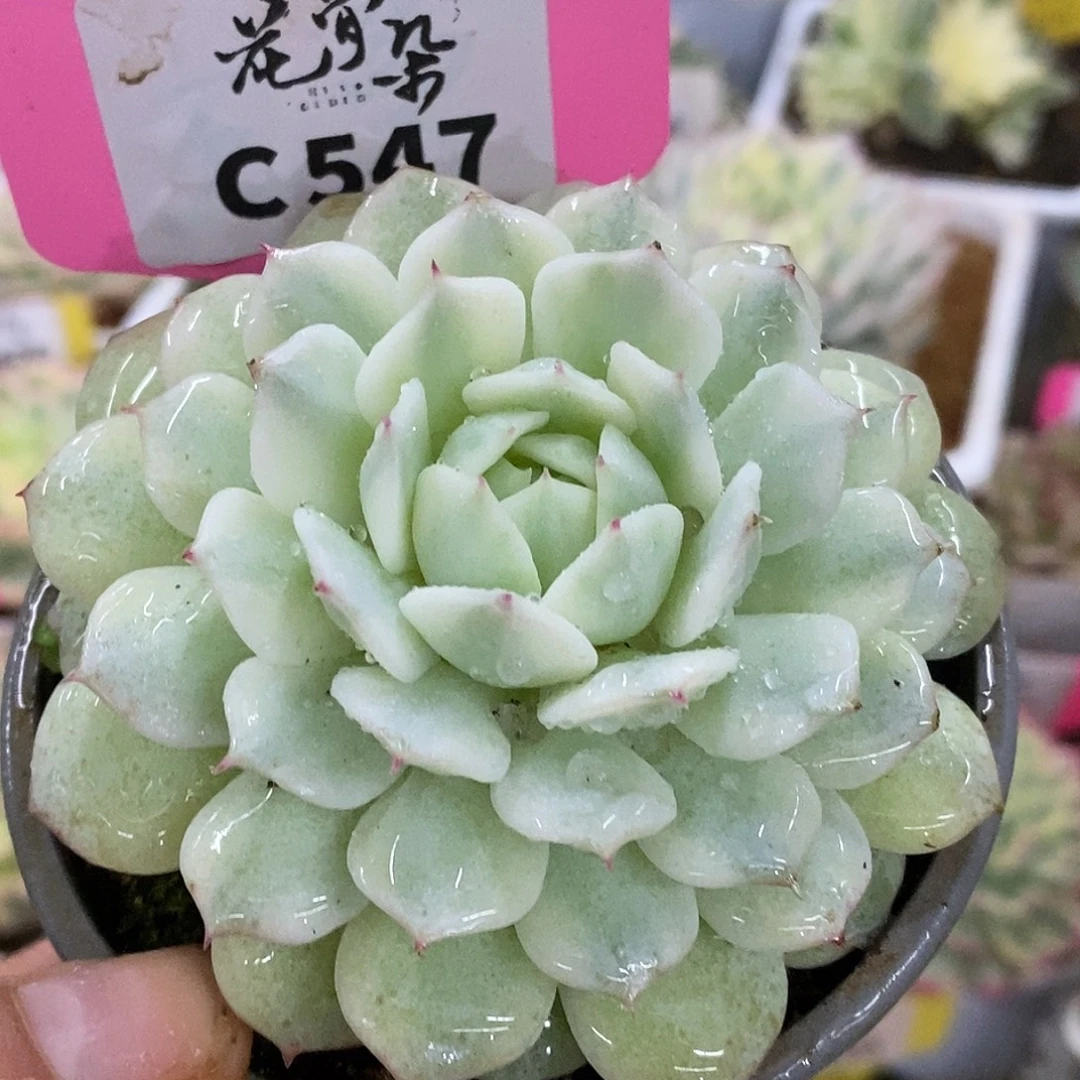 547静夜哈哈哈哈哈哈