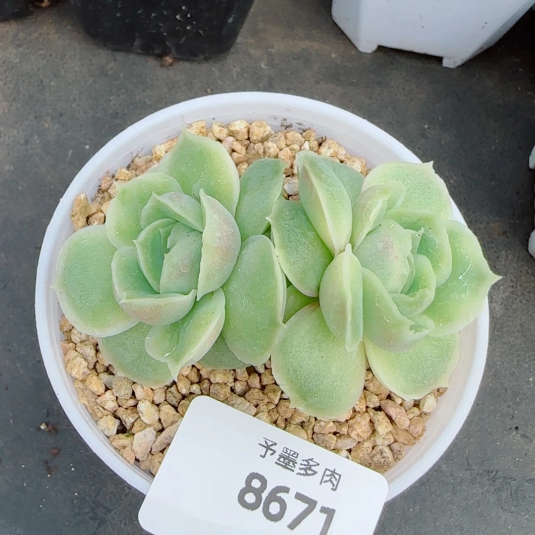 水晶虾饺，8671多肉植物