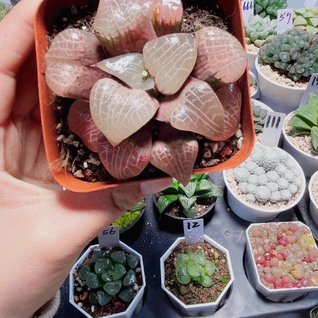 粉玻璃康平多肉植物6666