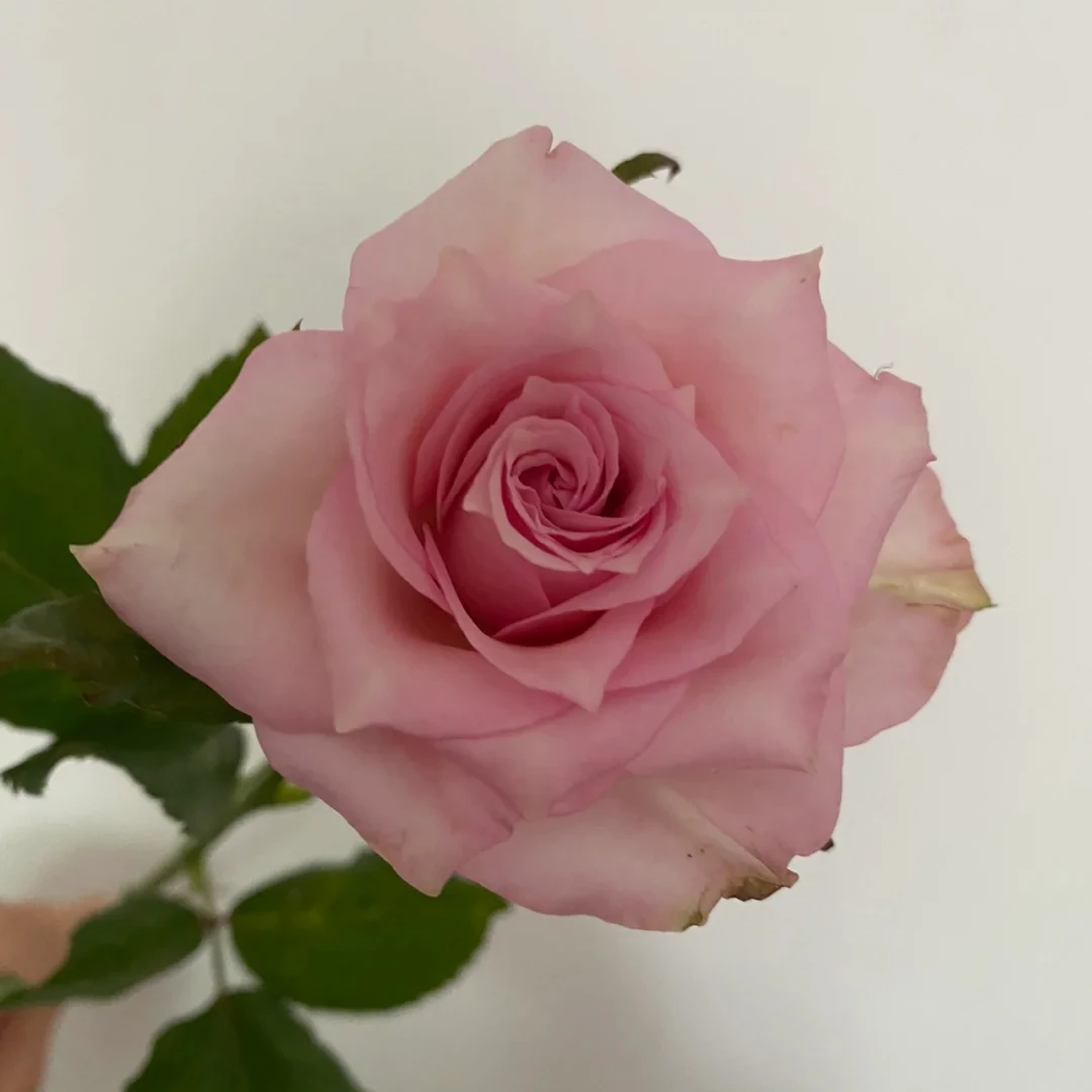 【初夏单头玫瑰】鲜切花束高颜值水培鲜花小众花材云南基地直供