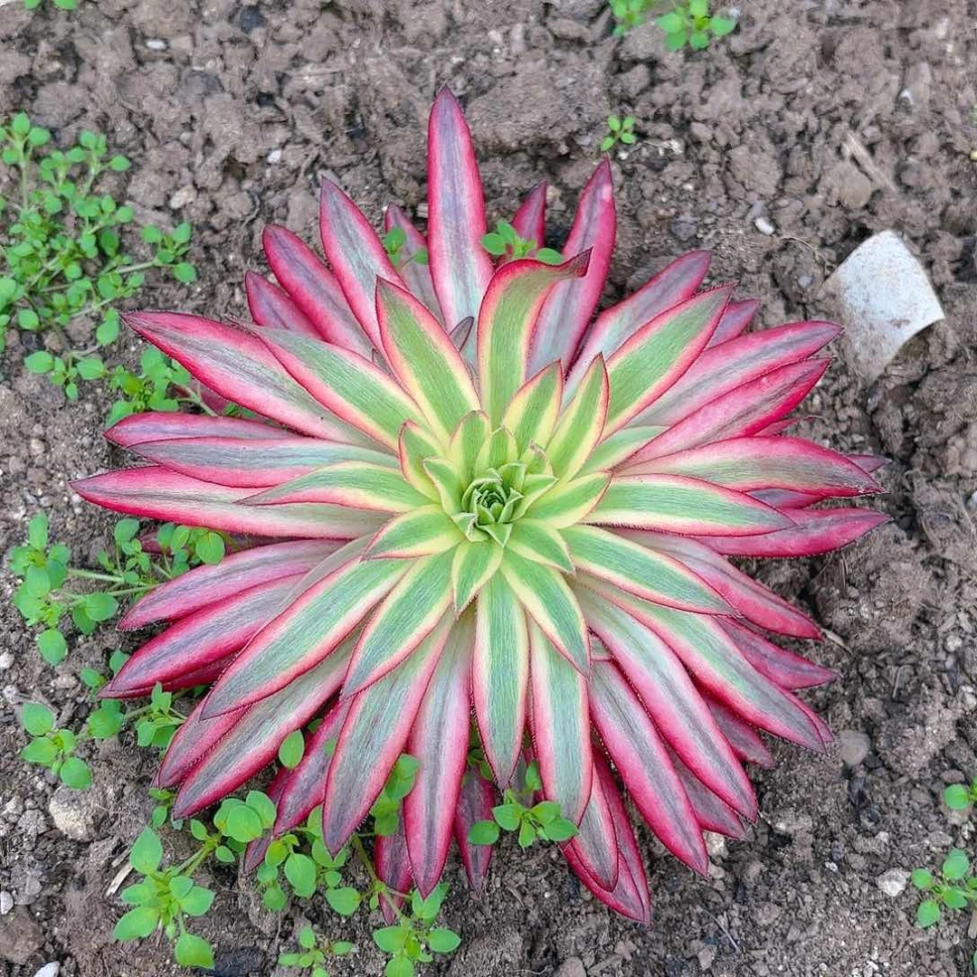 朱雀多肉植物带崽