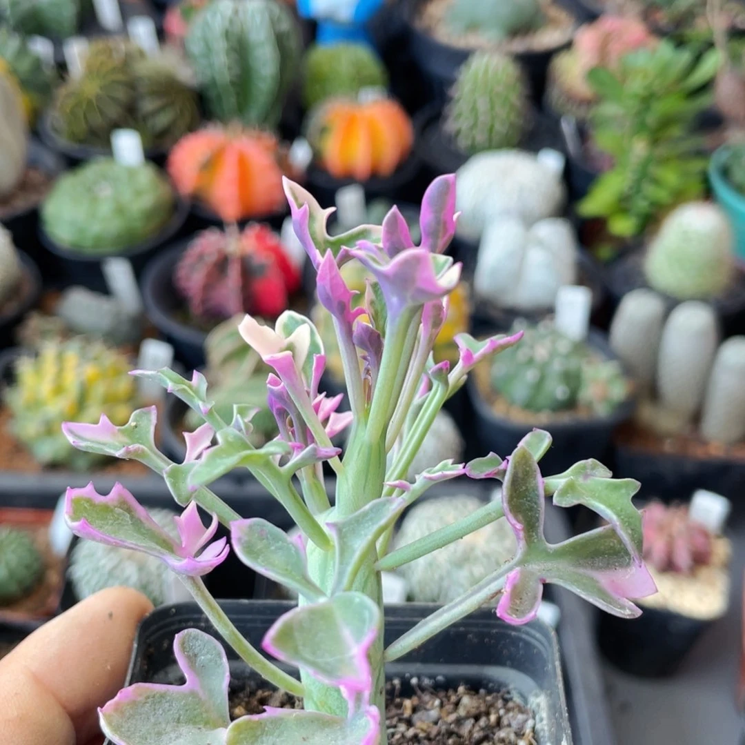 仙人球满28包邮盆口径5公分七宝树锦