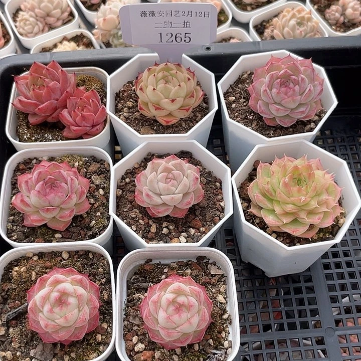 薇薇安园艺多肉1265