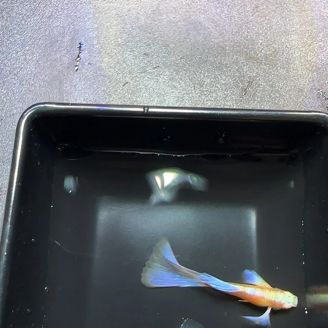 孔雀鱼紫白飞船一对，三个半月
