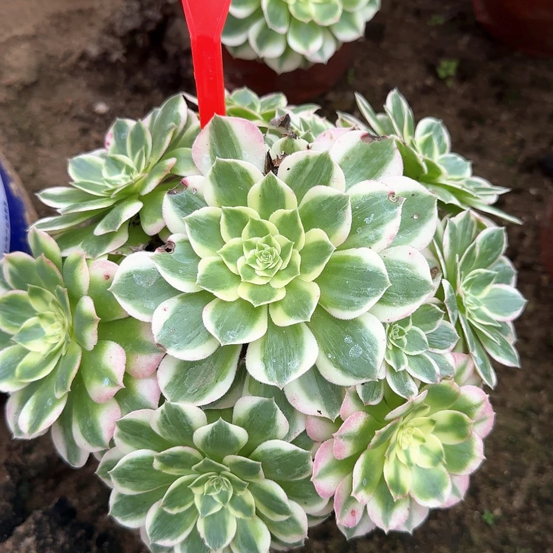 4126海王多肉法师