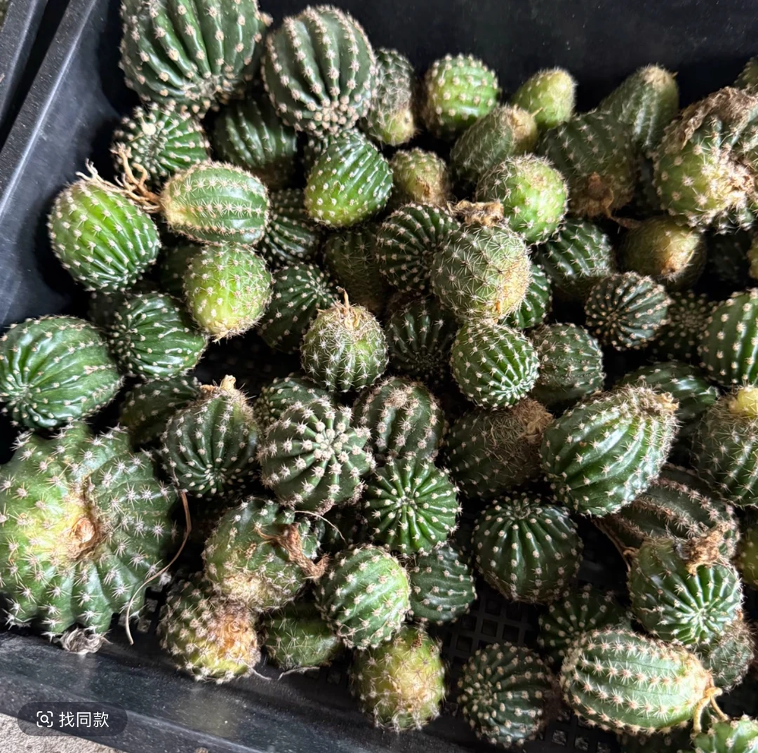 凤羽对版瑕疵侧芽3个不同花色无售后款盲拍