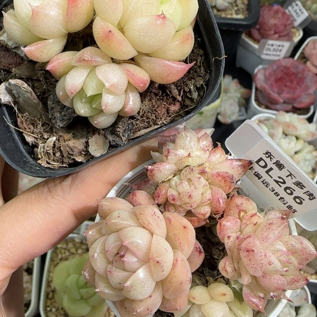 266东篱下多肉植物两颗