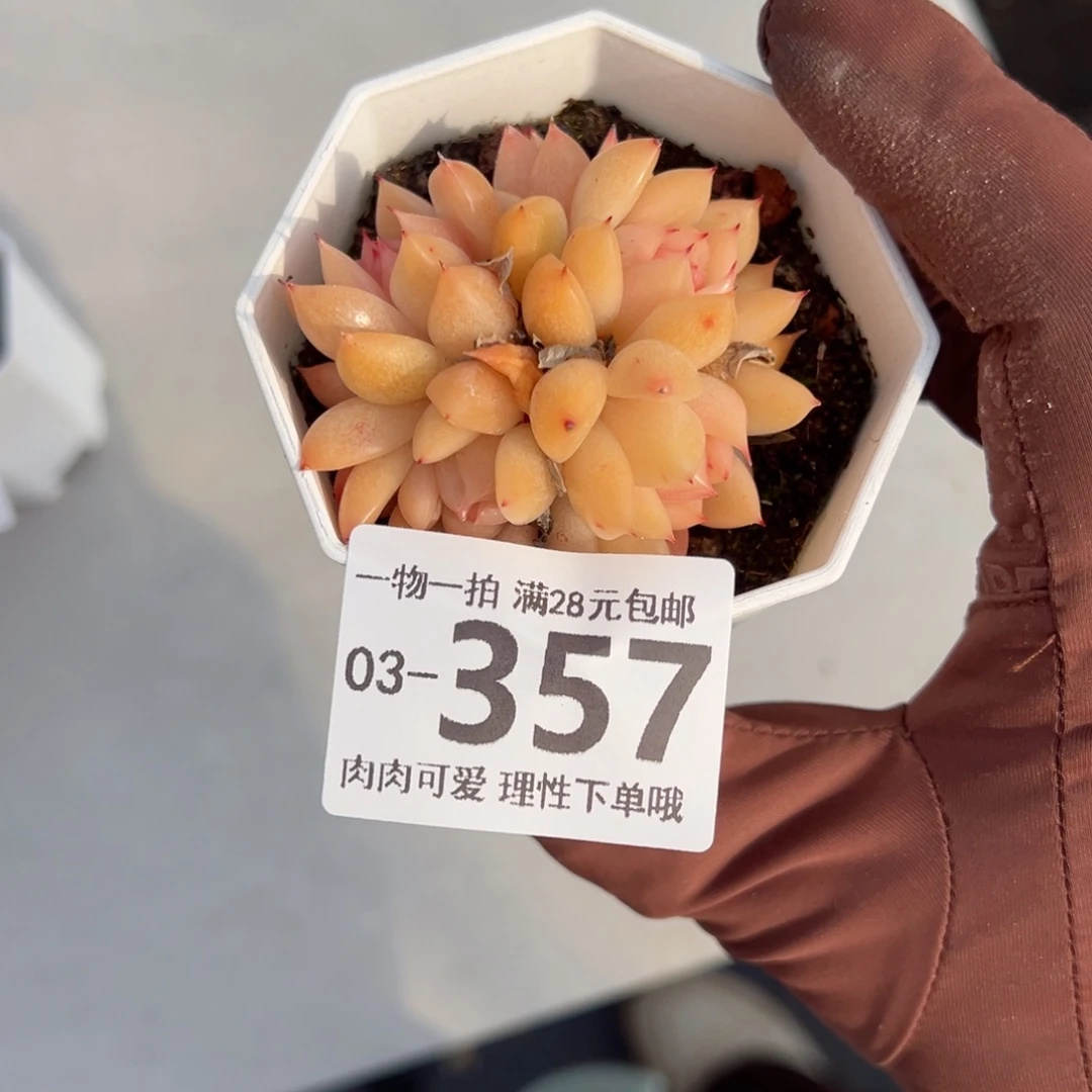 晴空珍妮多肉多肉多肉