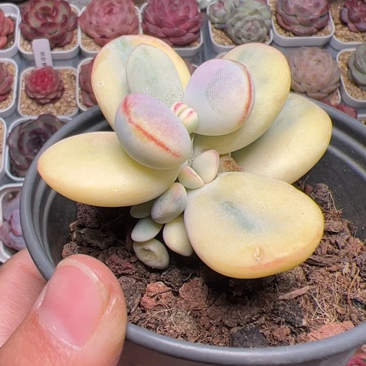 S****a685 多肉植物组合盆栽