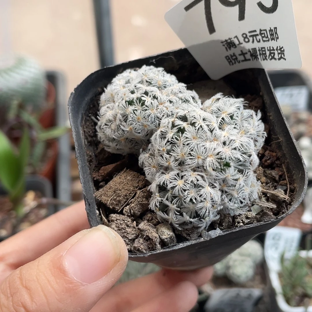 793杜威（满18元包邮）