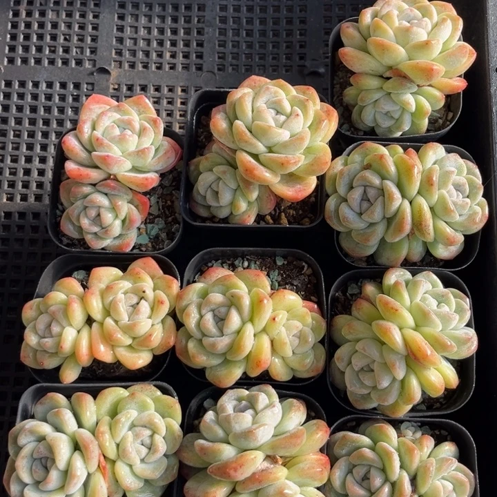 冰玉多肉七方盆一组10个8号