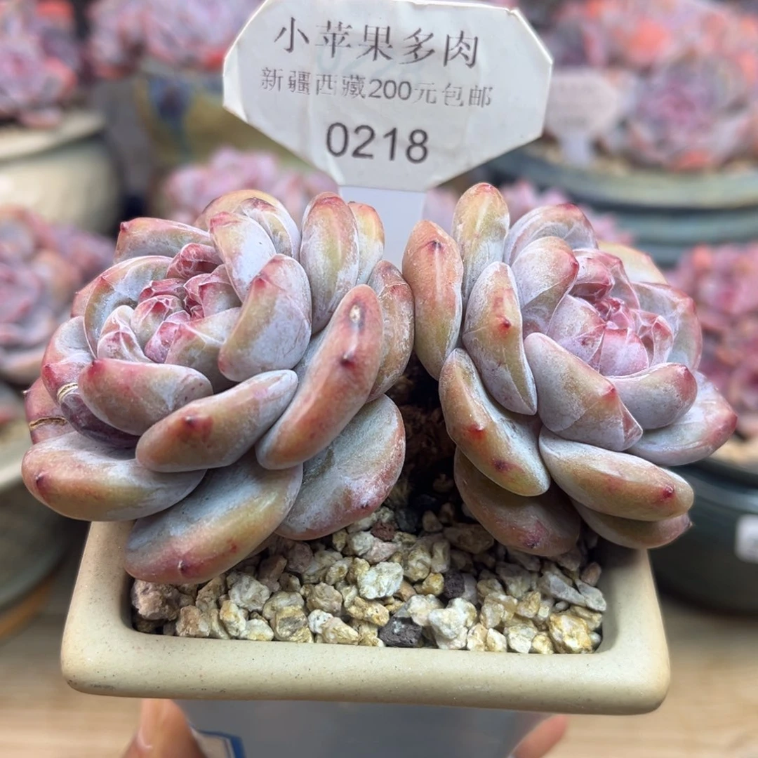 绿底紫心218/11cm2头