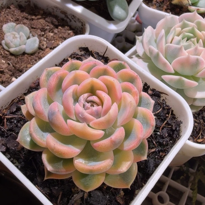 汉堡锦多肉植物一物一拍