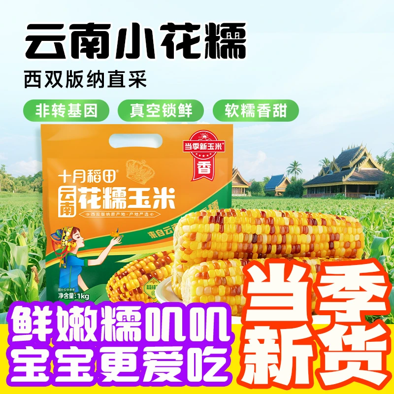 【西双版纳直采】十月稻田云南小花糯玉米1kg当季新玉米自然鲜嫩