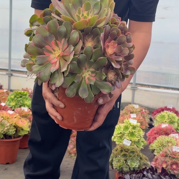 小***南瑞妈多肉园艺274香妃