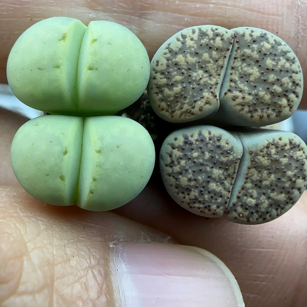 201 清框福利30包邮
