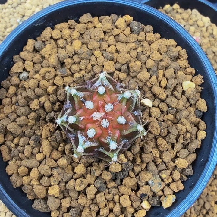 当前无花朵，栽培后可花朵