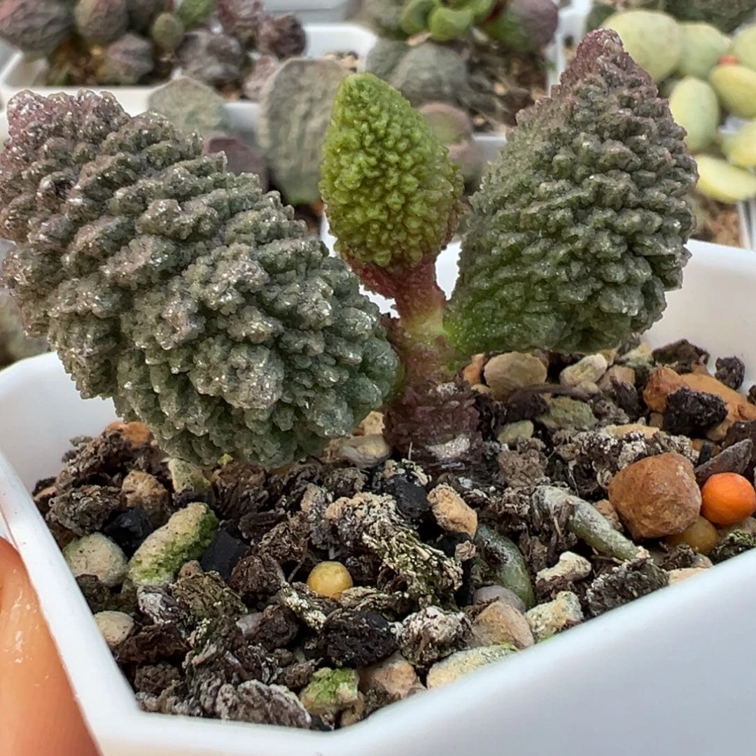 实生新品单头老桩