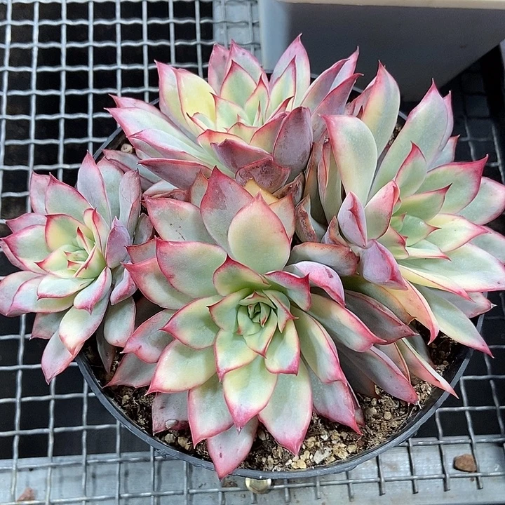 月光女神锦大群多肉