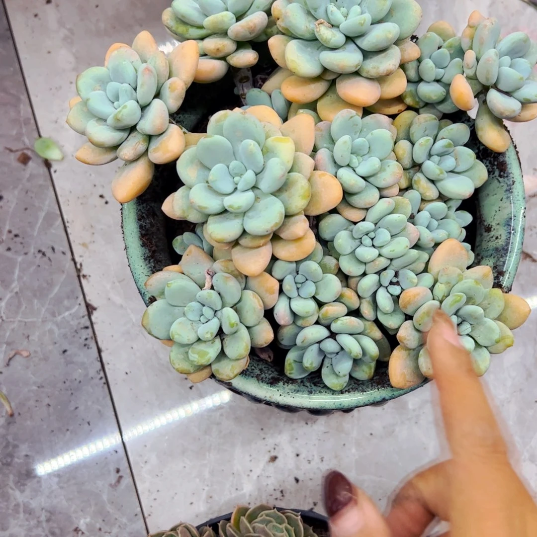 胡***花多肉植物组合盆栽