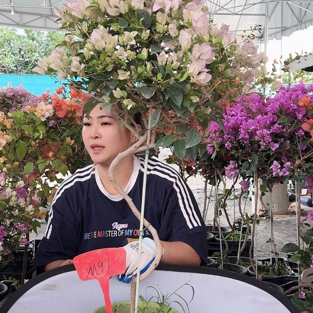 东***厅大部分花苞少量开放M91苹果花