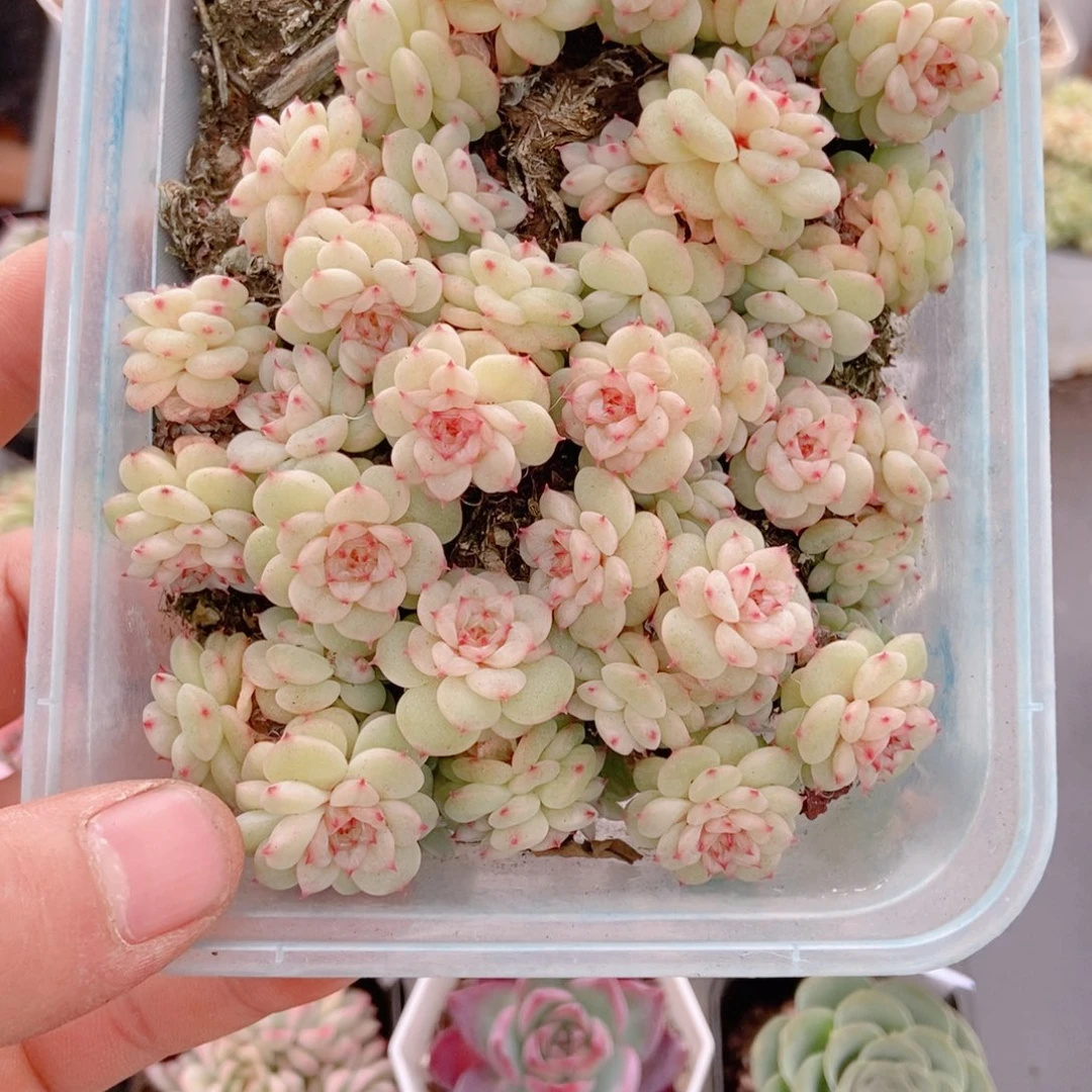 2**3饭盒。。。。。。。。。。。。。