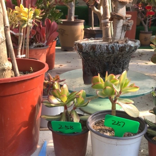 ღ****57Z58卷叶老花脱土发货