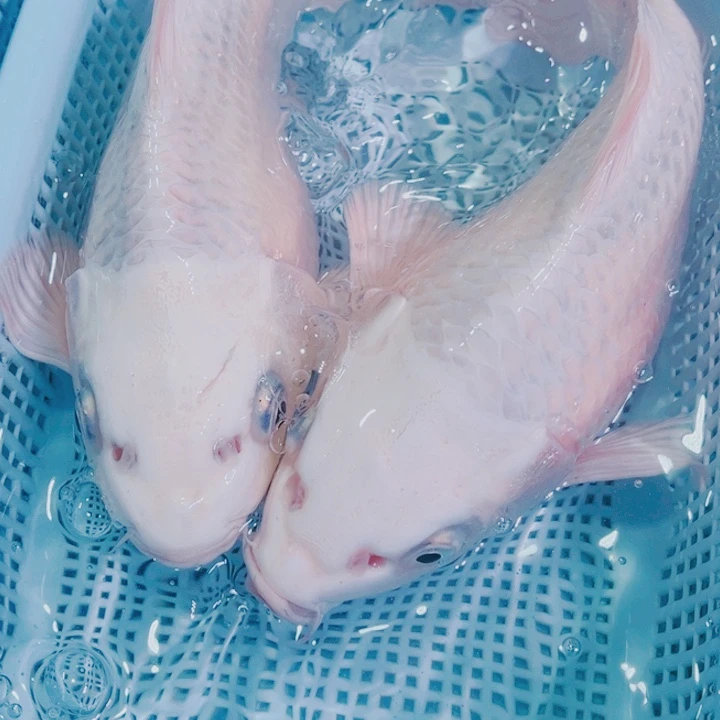 锦鲤锦鲤冷水鱼观赏鱼