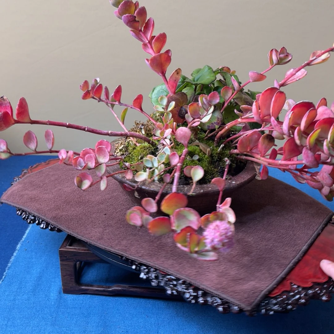 完全开放盆栽植物