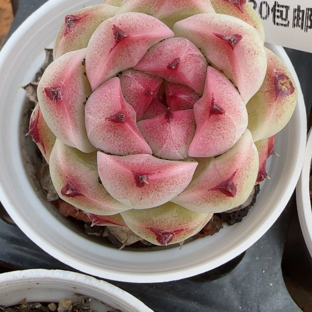 迷***吖花语逸境0213-269