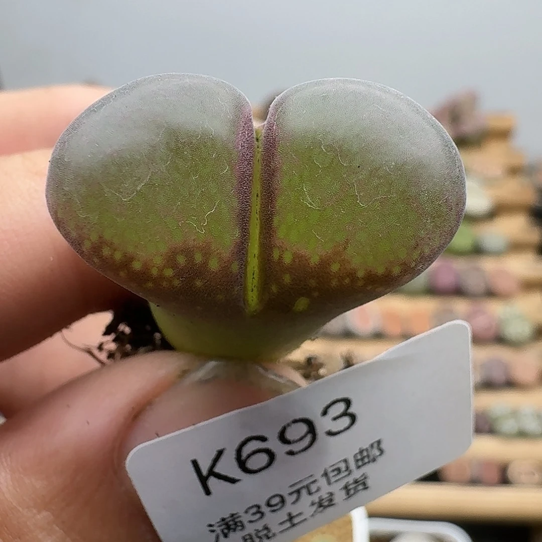 693大风铃母本哈哈哈哈哈哈