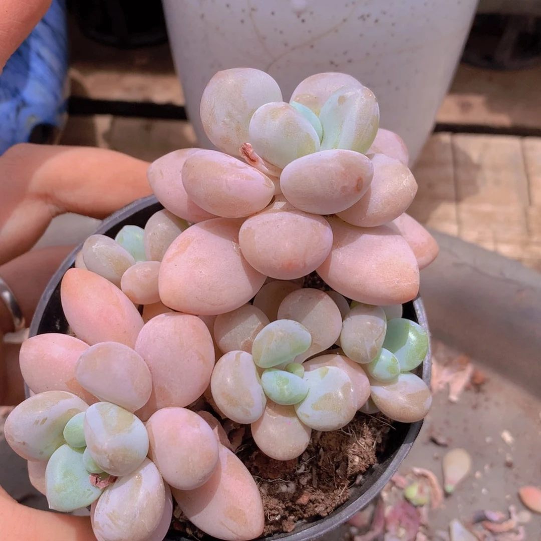 无花朵多肉植物 29