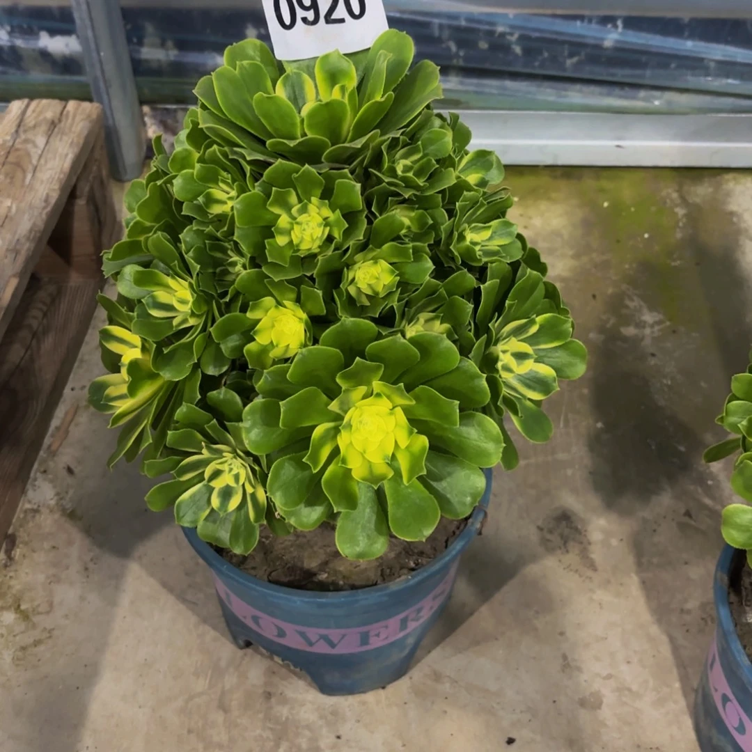 无花朵0920辛泥亚1111111