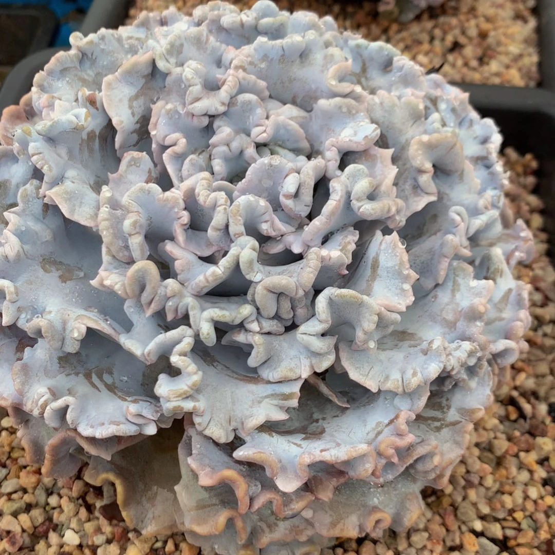 小**?白饺子皮1111111111111