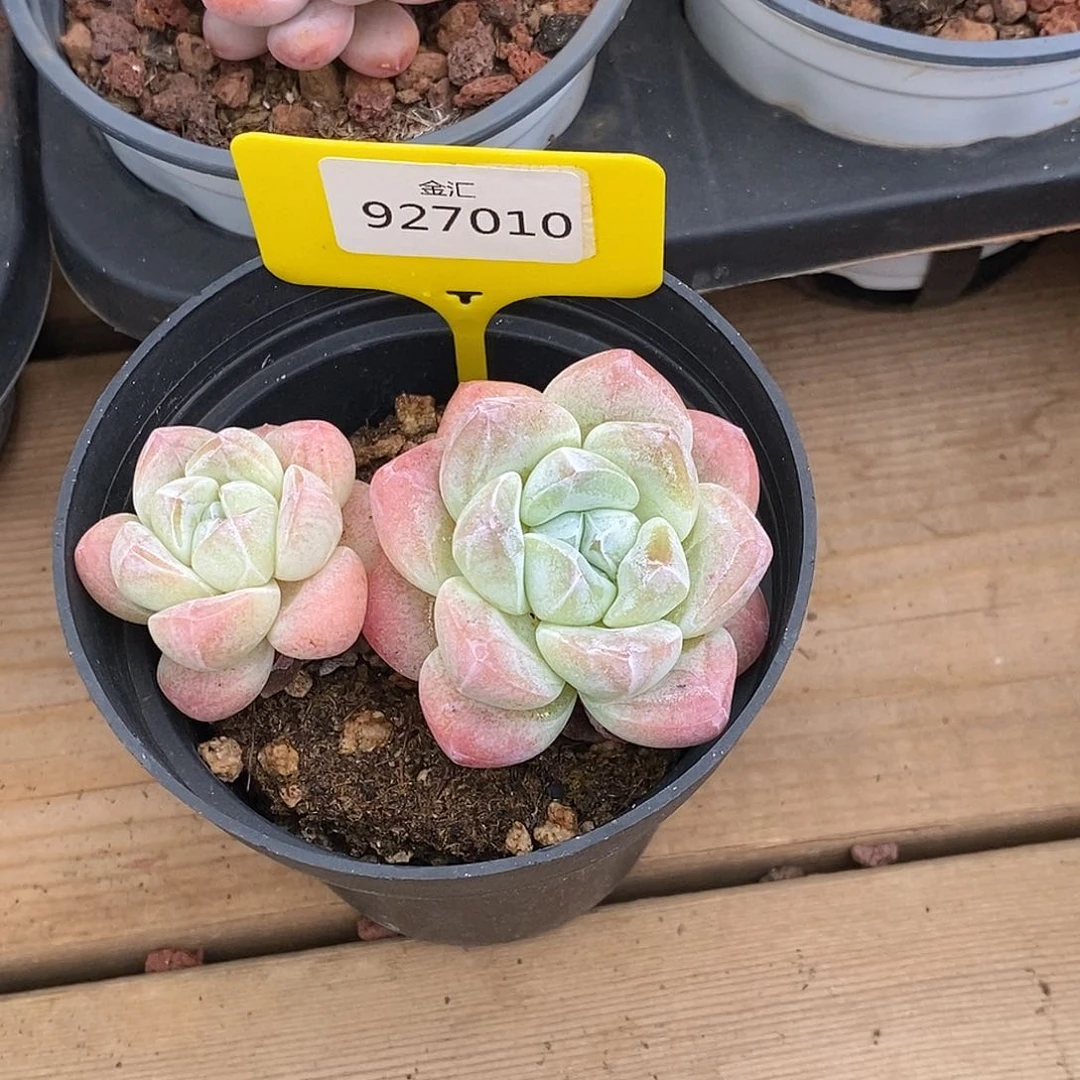 杨****g金汇园艺，927010冰玉双头