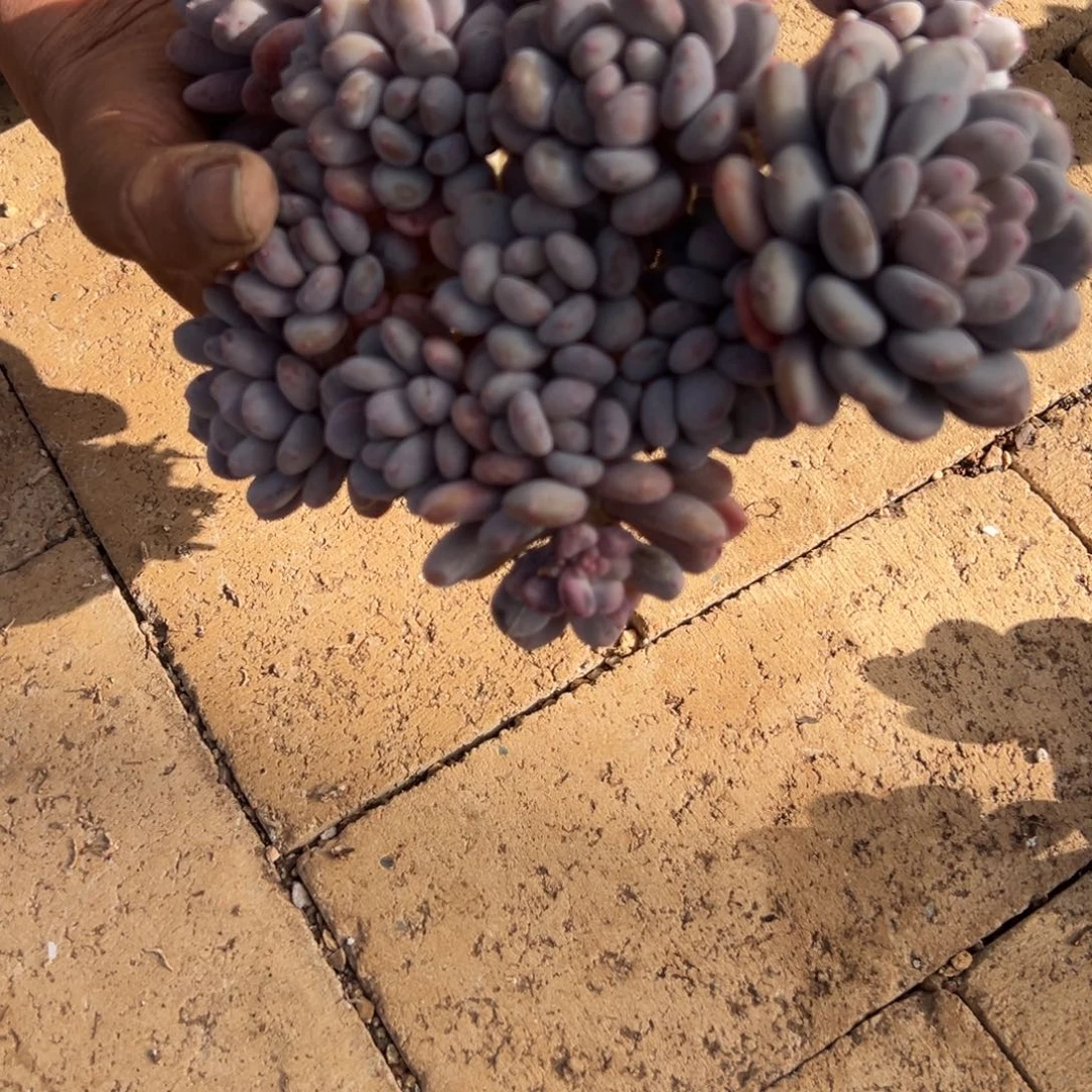 小***儿小小仙。