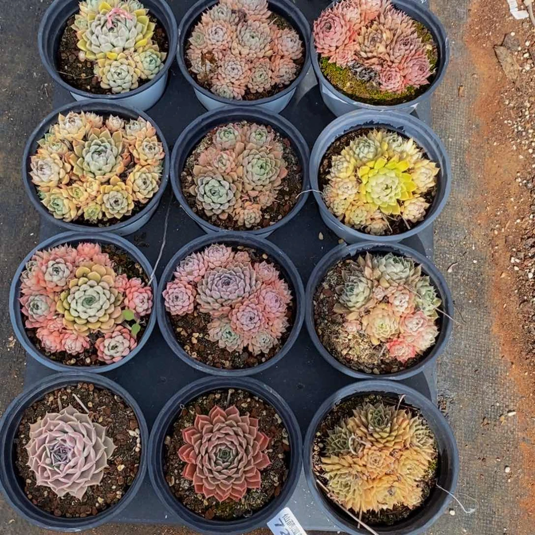 港*726的人和我一起看