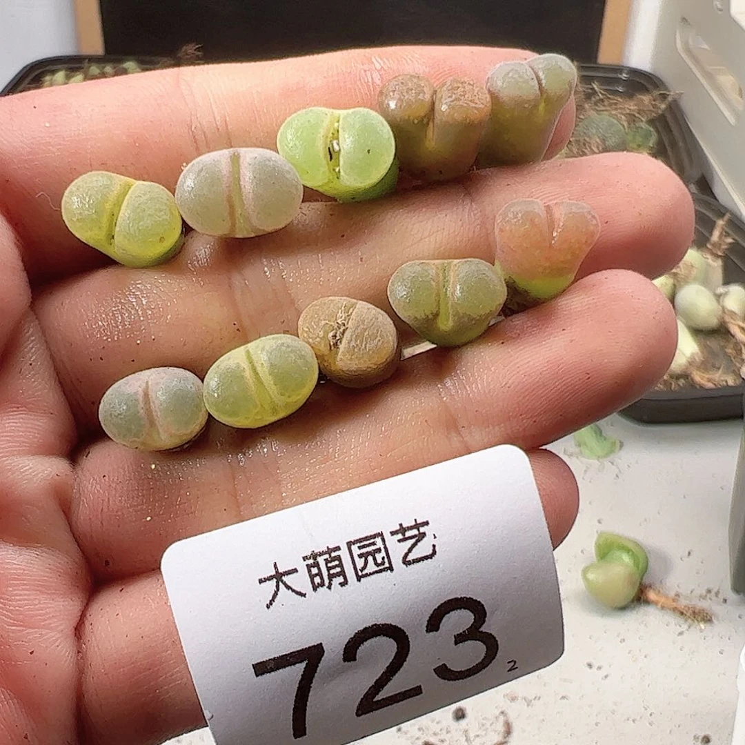 0000723一物一拍……