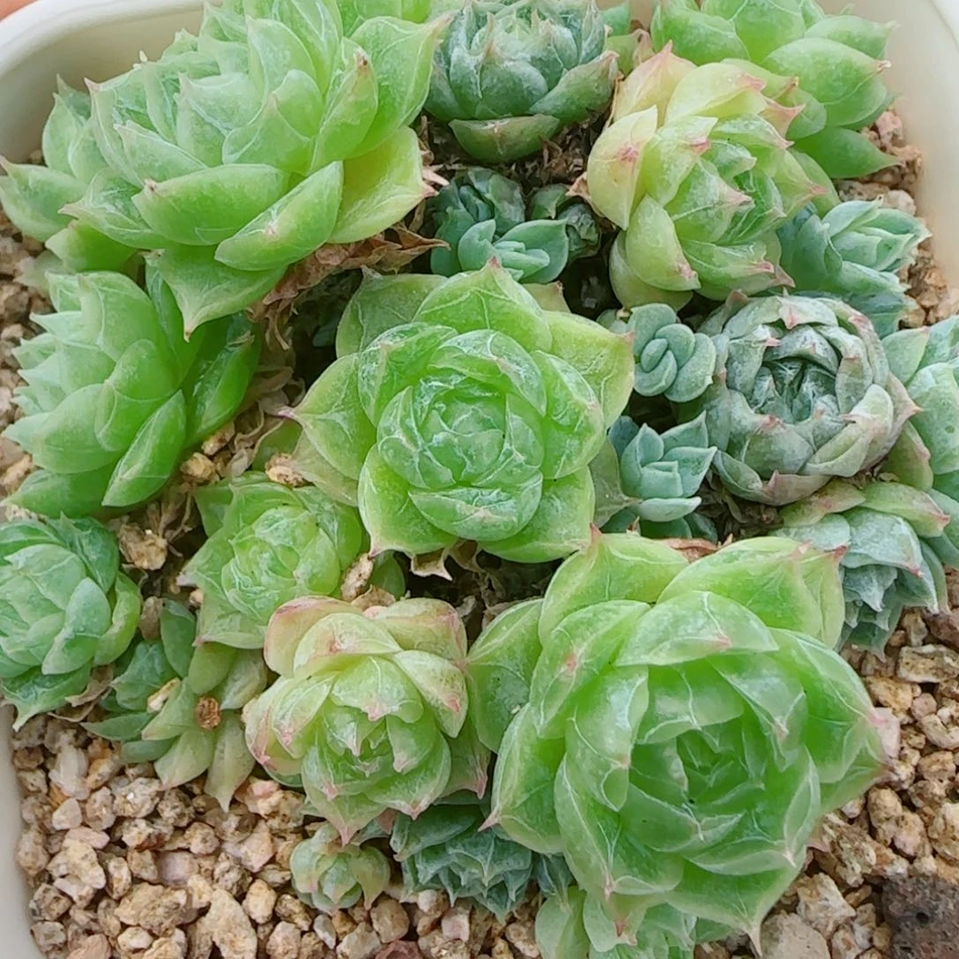 花语逸镜0925-208消耗了散的