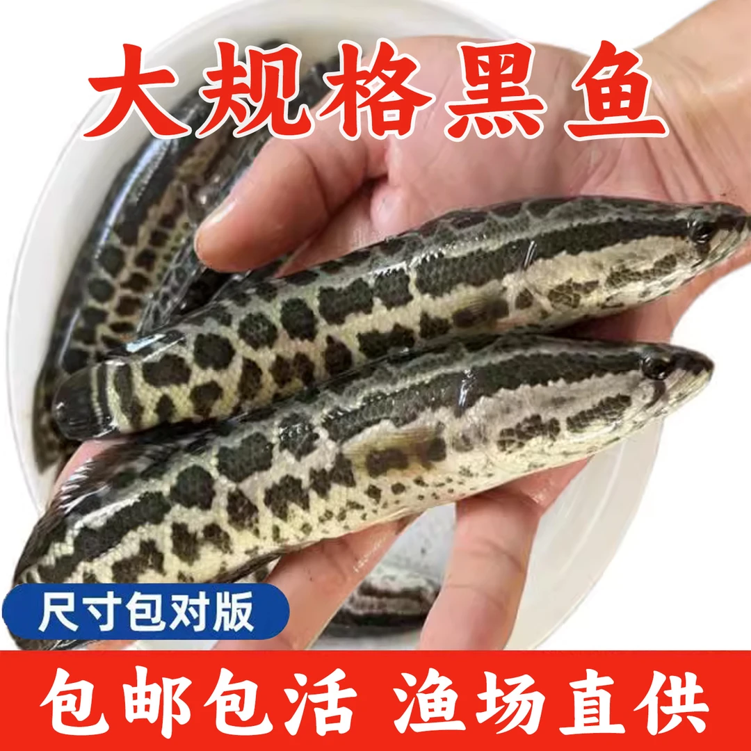 广东黑鱼乌鳢鱼淡水水族活体渔场直供包活耐活批发优质大鱼小鱼