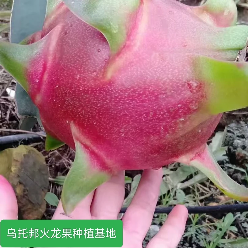 无刺红龙火龙果苗红心火龙果苗