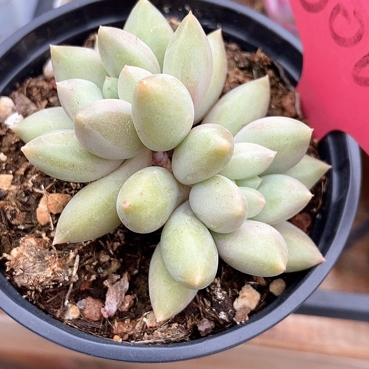 多肉植物黄体水晶球6004