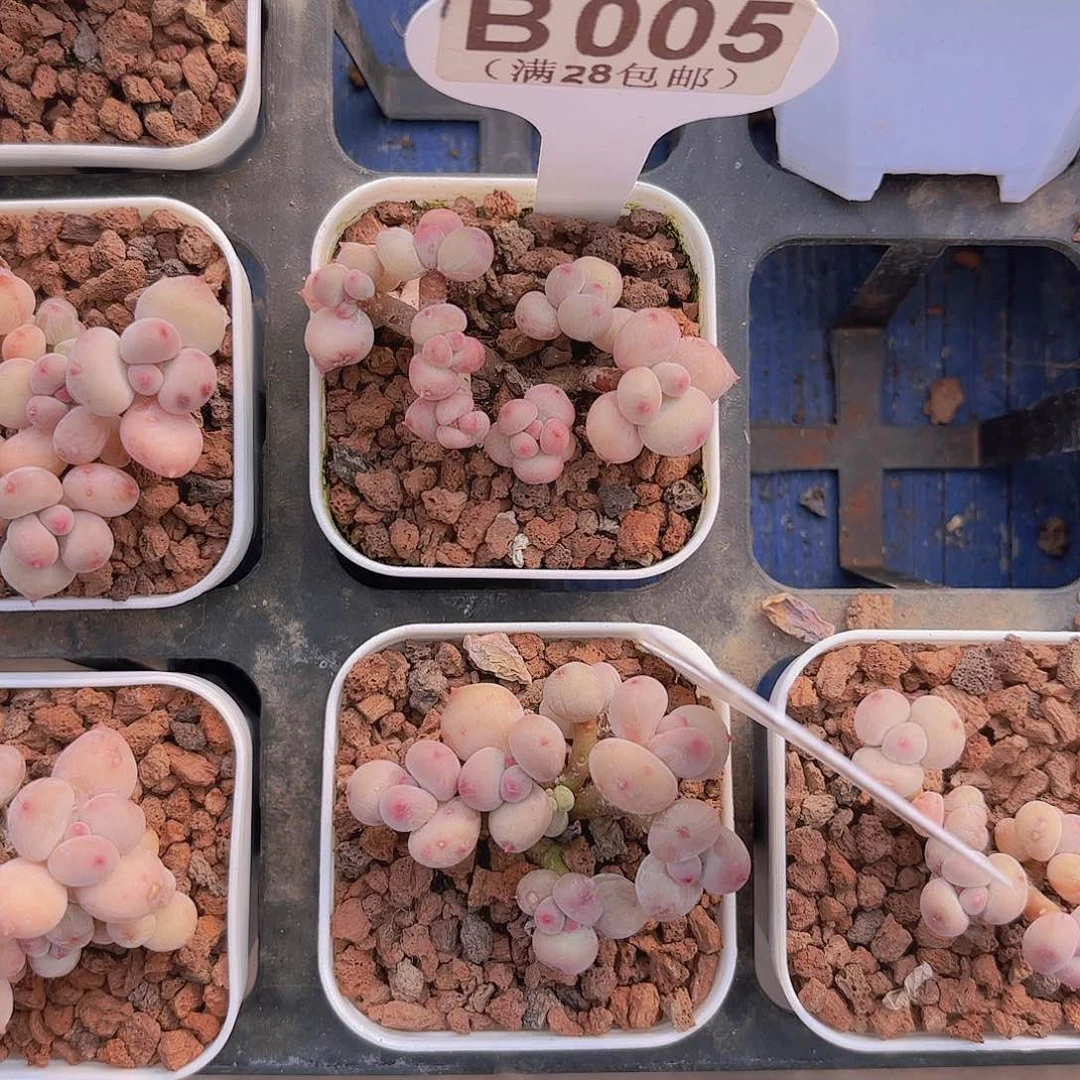 ?****萌B005萤火虫yi wu yu pai