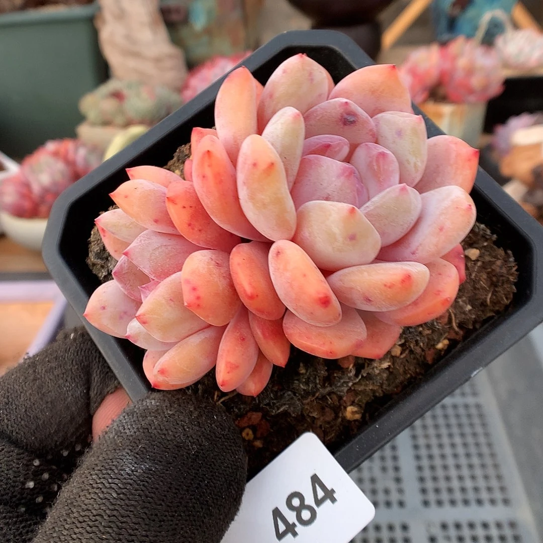 484雪天使多肉植物666