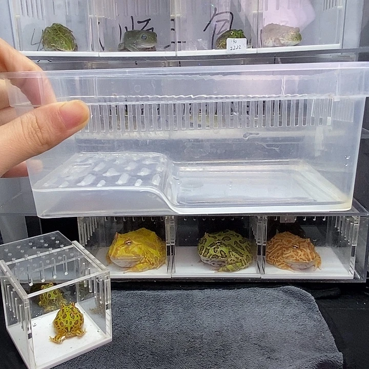 麻***芙角蛙盒子盒子盒子盒子
