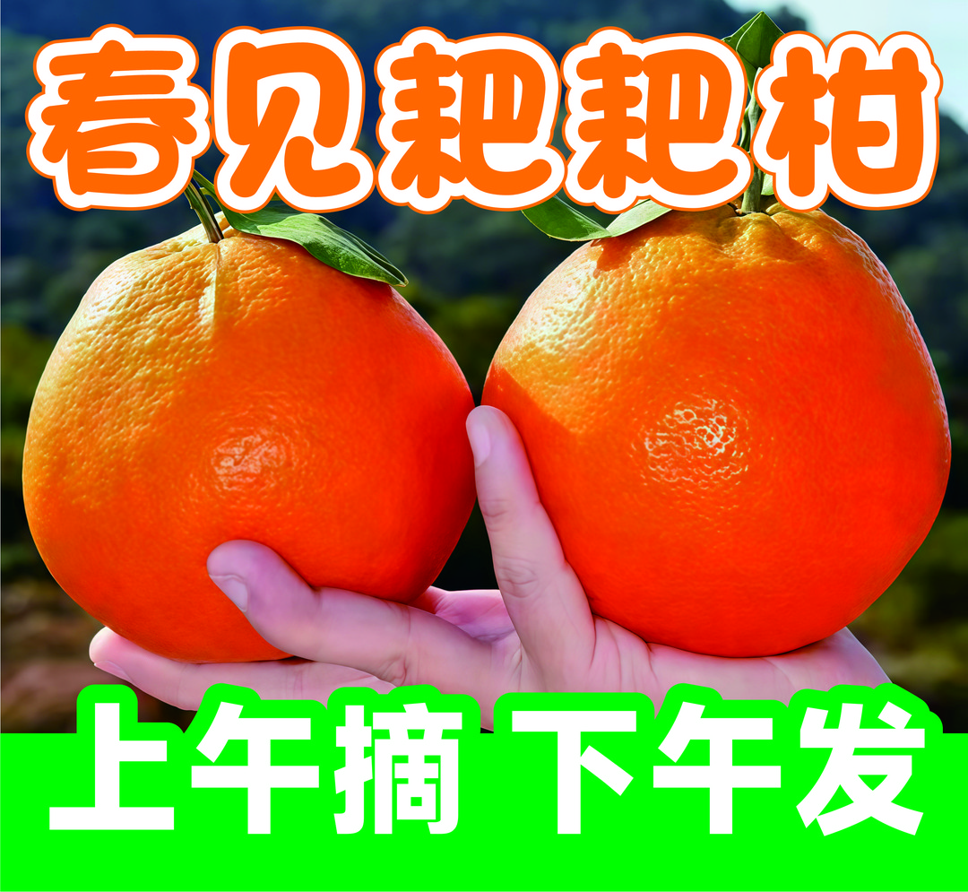 【树上自然熟】爆浆耙耙柑四川丑橘不知火当季水果鲜甜多汁皮薄易剥