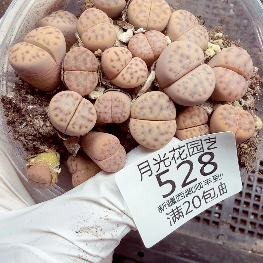 我就觉得他挺会撩了528